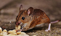 24 Hour & Emergency Exterminators in Bloomington, IL